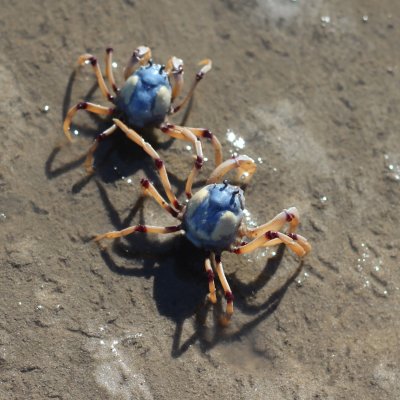 Soldier crabs are commonly found in Moreton Bay